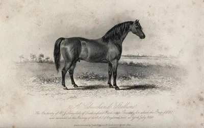A Cleveland stallion standing on a meadow