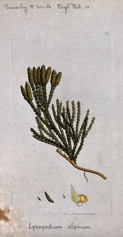 A clubmoss (Lycopodium alpinum): fertile leafy stem and segments of sporangia