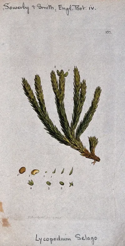 A clubmoss (Lycopodium selago): fertile leafy stem and segments of sporangia