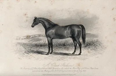 A coach stallion standing in a field