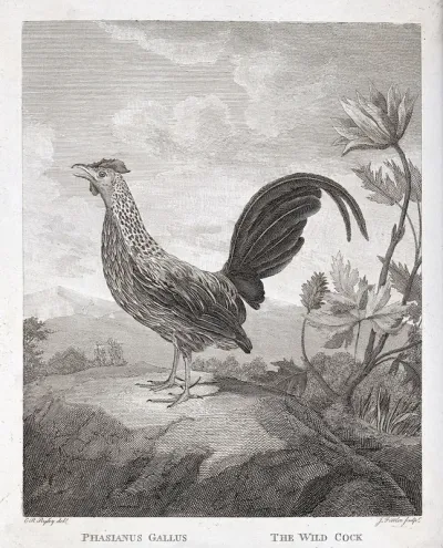 A cockerel (Phasianus gallus)