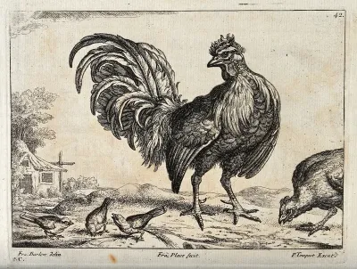 A cockerel surrounded by sparrows and a hen pecking the ground