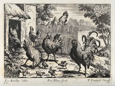 A cockerel with hens and chicks looking for food outside a pig sty
