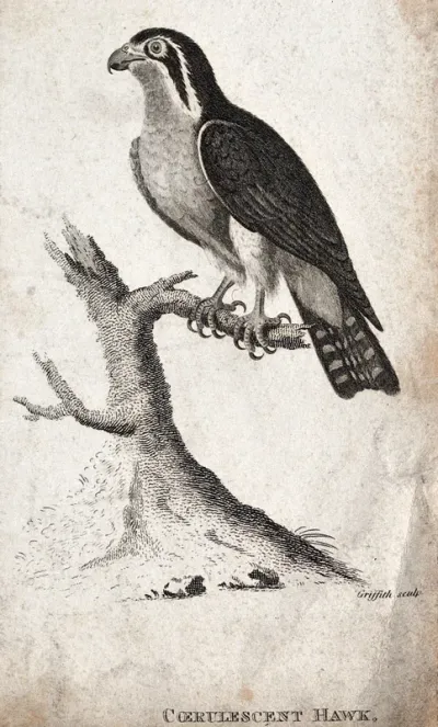 A Coerulescent Hawk sitting on a branch of a dead tree