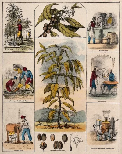 A coffee plant (Coffea arabica), its flower and fruit segments bordered by six scenes illustrating its use by man