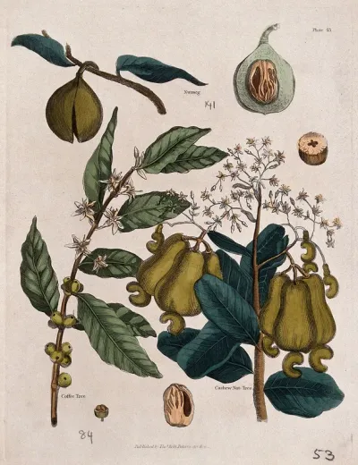 A coffee tree (Coffea species), nutmeg plant (Myristica fragrans) and cashew nut tree (Anacardium occidentale): flowers and fruit