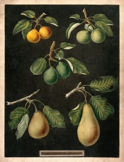 A collection of pears (Pyrus species)