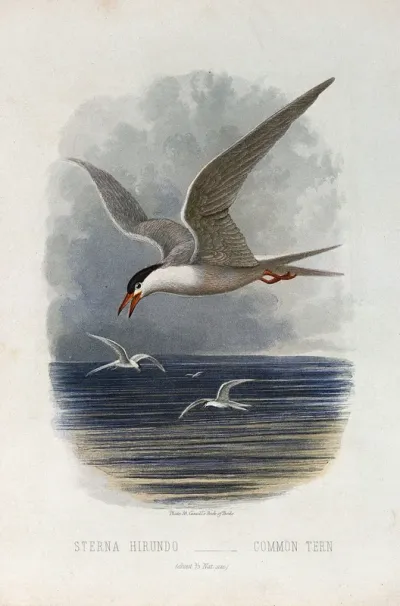 A common tern (Sterna hirundo)