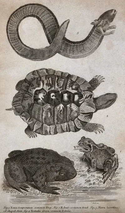 A common toad, frog, tortoise and eel-shaped siren