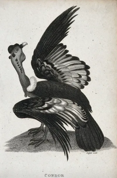 A condor sitting on the ground lifting the right wing