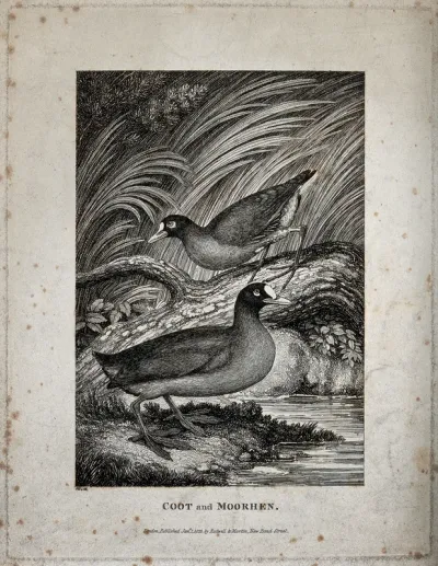 A coot and a moorhen on the shore of a river