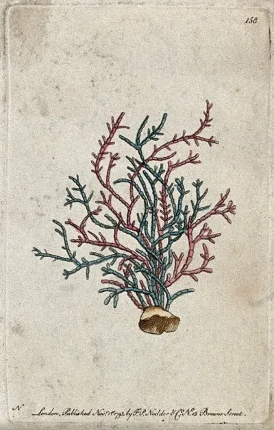 A coral. Coloured etching