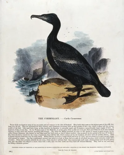 A cormorant standing on a rock above the stormy sea