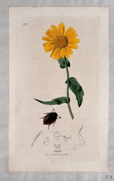 A corn marigold (Chrysanthemum segetum) with an associated beetle and its anatomical segments