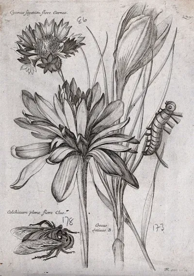 A cornflower (Centaurea cyanus), autumn crocus (Colchicum species) and saffron crocus (Crocus sativus): three flowers with a caterpillar and bee