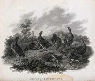 A covey of partridges