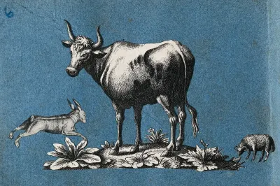 A cow, a hare and a sheep