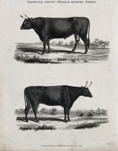 A cow and bull of the Devon middle-horned breed