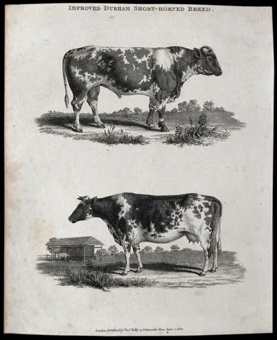 A cow and bull of the Durham short-horned breed
