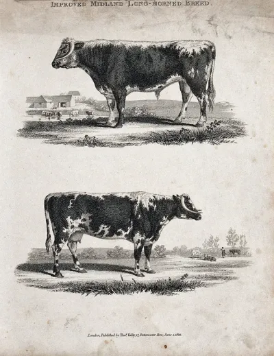 A cow and bull of the Midland long-horned breed