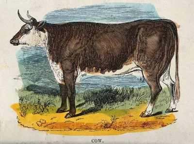A cow. Coloured wood engraving