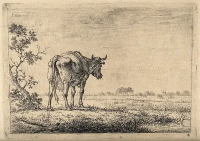 A cow gazing out across a field