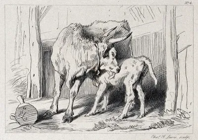 A cow is licking its suckling calf