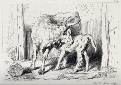 A cow licking its calf while it is feeding on her