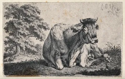 A cow lying in a field