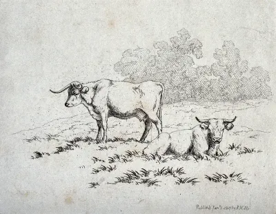 A cow resting on the grass while another one is standing on the meadow