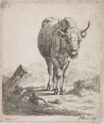 A cow, seen from the front