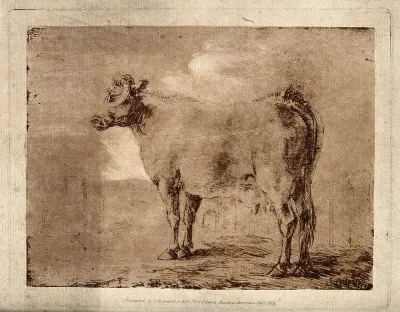 A cow standing in a paddock