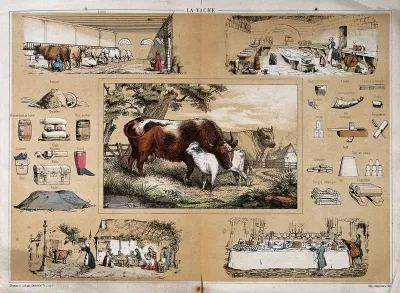 A cow, surrounded by vignettes showing the use of milk products