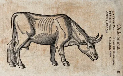 A cow. Woodcut after C. Gessner