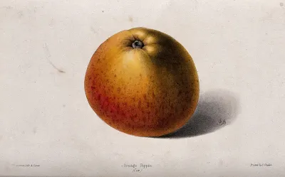 A "Cox's" Orange Pippin apple (Malus sylvestris cv.)