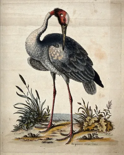 A crane standing at the shore of the sea
