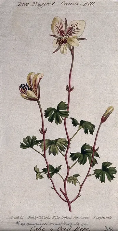 A cranesbill (Geranium species): flowering stem