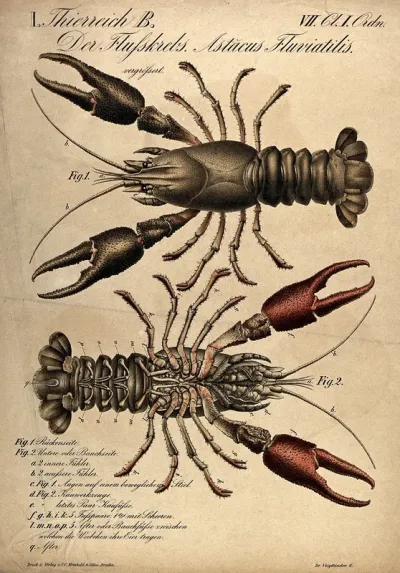 A crayfish: two figures, showing the crayfish from above and below