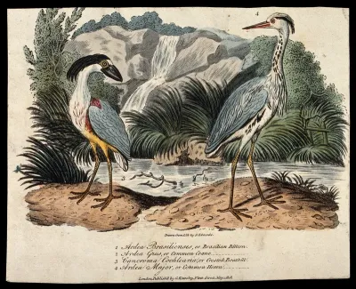 A crested boatbill (Cancroma cochlearia) and common heron (Ardea cinerea)