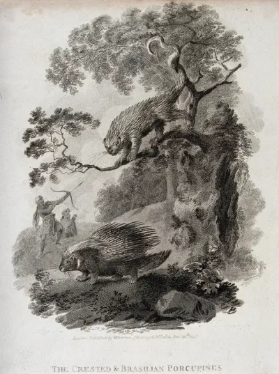 A crested porcupine is sitting on the ground while a Brazilian porcupine is descending from a tree