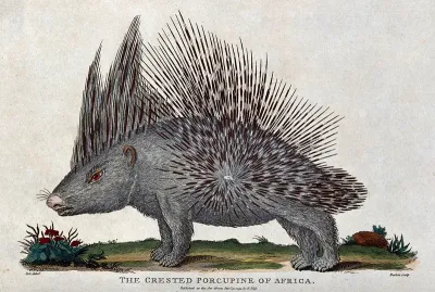 A crested porcupine
