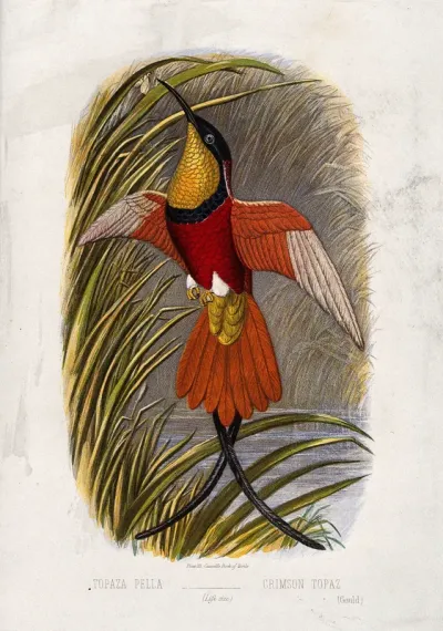 A crimson topaz bird (Topaza pella)