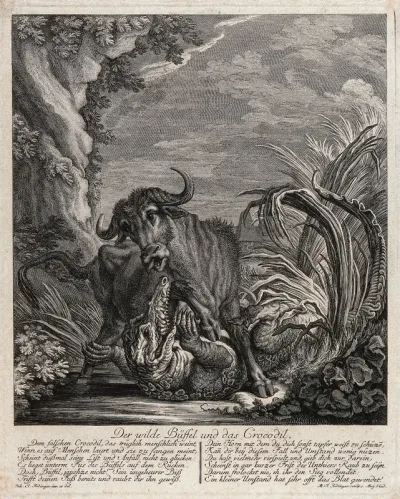 A crocodile fighting with a buffalo in shallow water