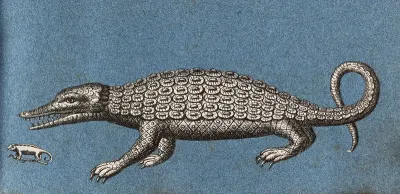 A crocodile or alligator and a small lizard