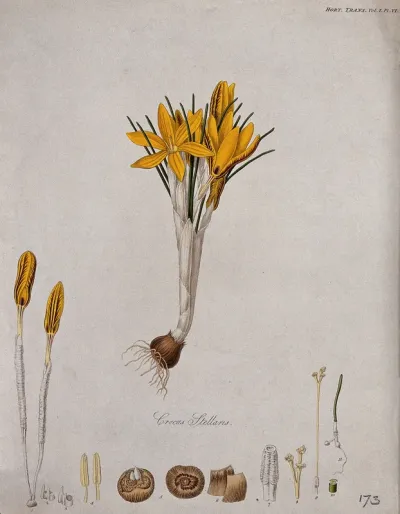 A crocus (Crocus stellaris): entire flowering plant and its anatomical segments