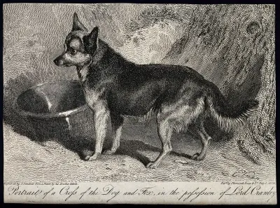 A cross between a dog and a fox standing next to a water bowl and a tree