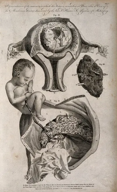 A cross-section of a uterus illustrating how the foetus is fed internally by the mother