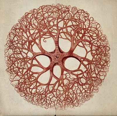 A cross-section of an animal of the phylum Coelenterata (coelenterate) or Annelida (annelid)
