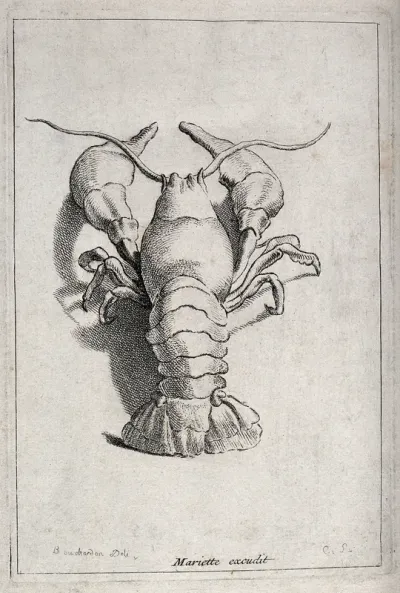 A crustacean (crab)