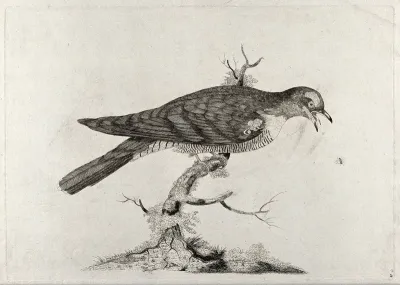 A cuckoo catching a fly